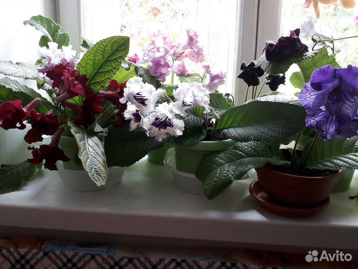 Стрептокарпусы детки