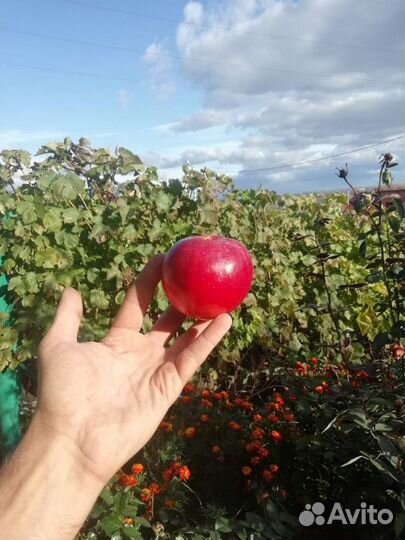 Саженцы яблонь