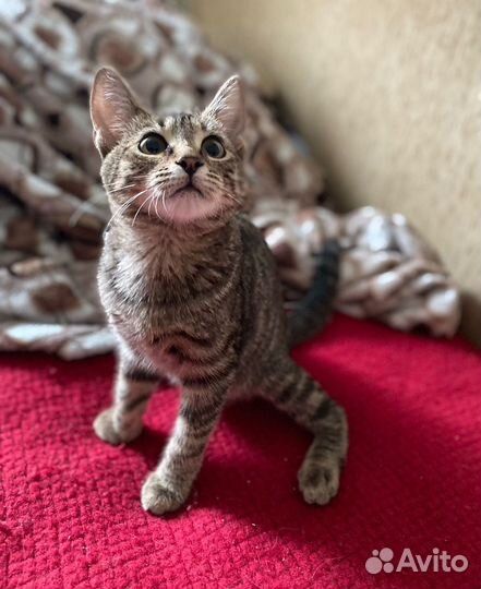 Котенок девочка