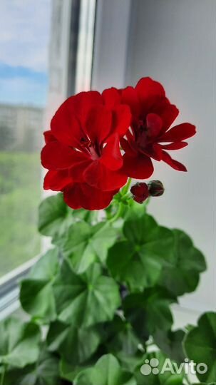 Герань пеларгония плющелистная