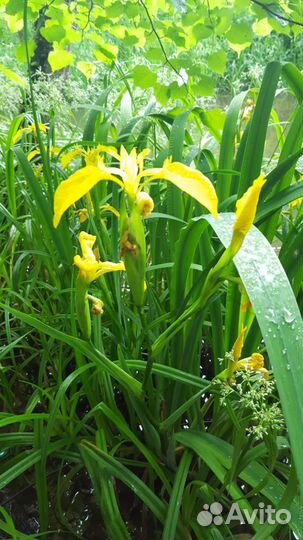 Ирисы жёлтые