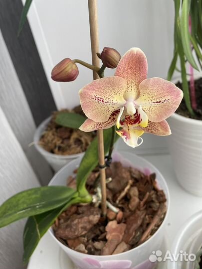 Орхидея Леко фантастик