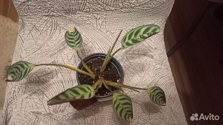 Комнатные растения цветы