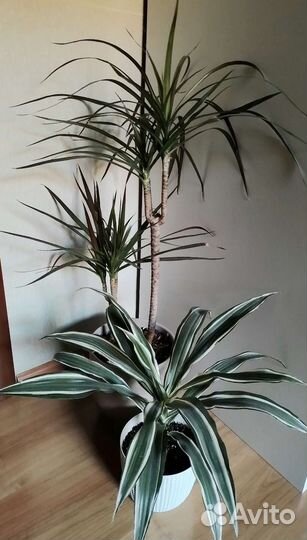 Пальма Драцена, Хамедорея