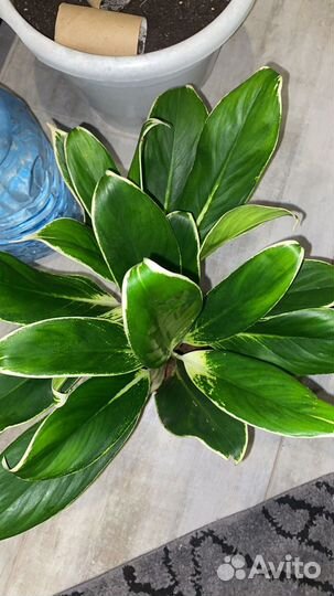 Аглаонема Вайт Лайм