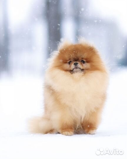 Померанский шпиц мини