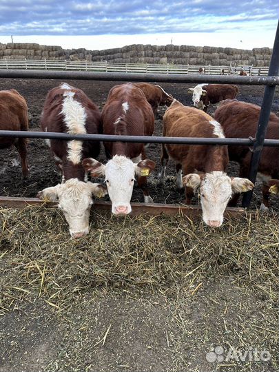 Племенные нетели