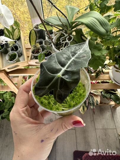 Алоказия Полли