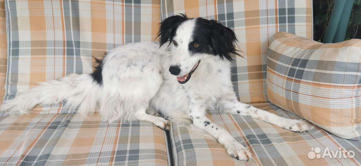 Собака метис бордер-колли в добрые руки