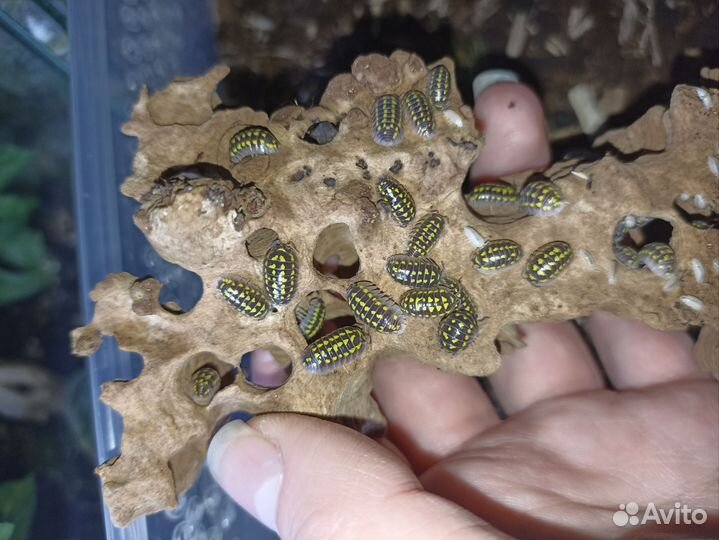 Armadillidium gestroi, мокрицы