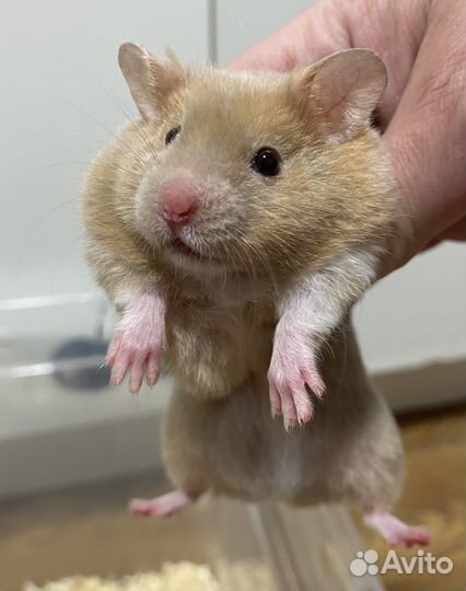 Крупные сирийские хомячки