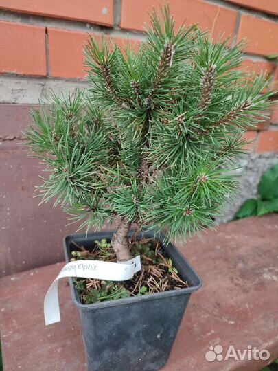 Сосна горная офир