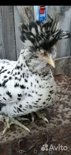 Павловское серебро петух