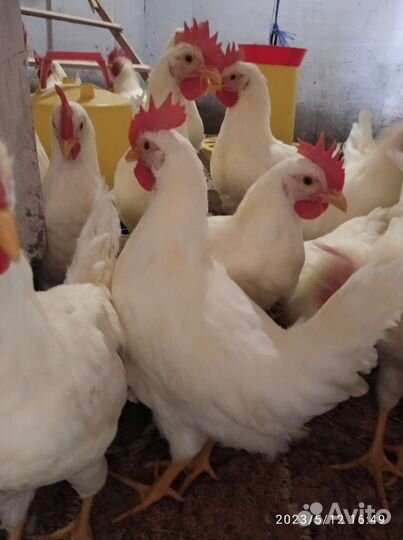 Петухи легорн