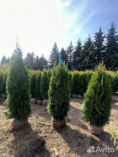 Туя Смарагд