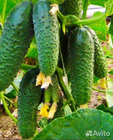 Семена раннего гибрида из испании crazy bundle F1