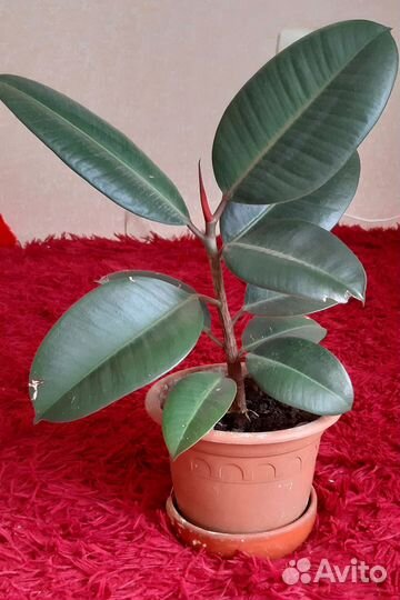 Фикус каучуконосный эластика бронь