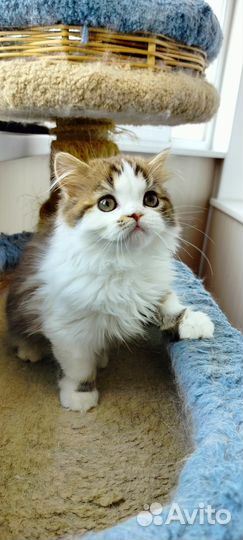 Девочка хайленд страйт