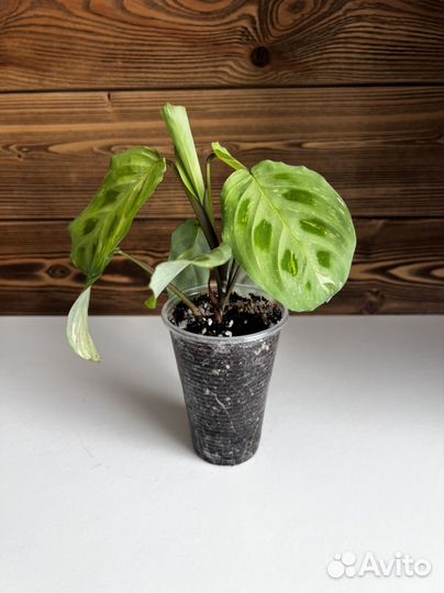 Маранта бьюти ким