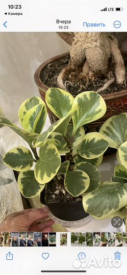 Пеперомия вариегатная