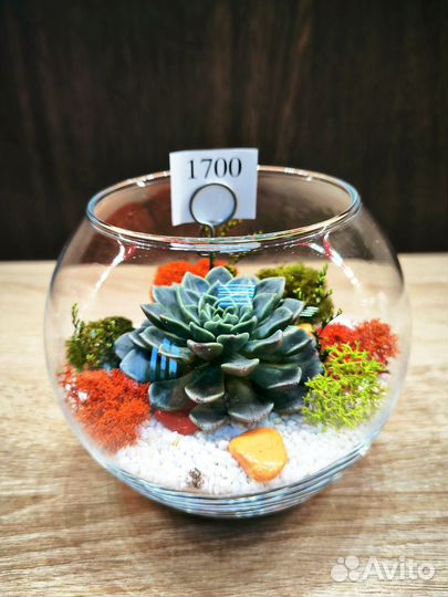 Флорариум подарок на 8 марта