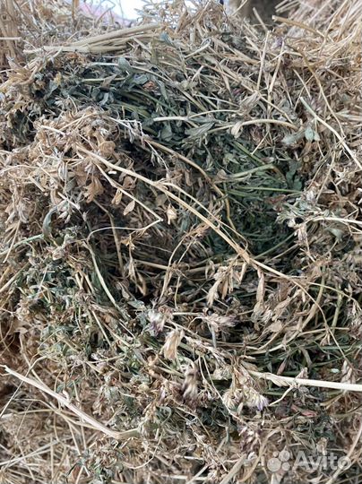 Сено люцерны в тюках