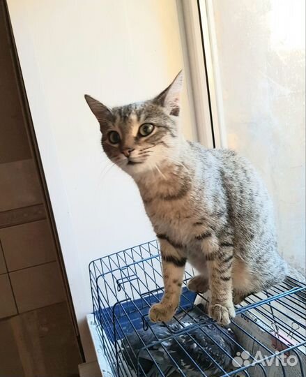 Кошка в добрые руки