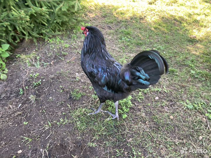 Павловские Молодые петухи