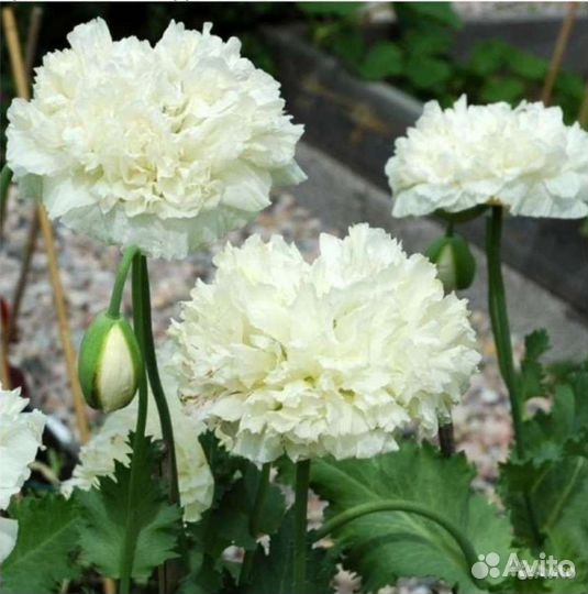 Семена пионовидных и махровых маков