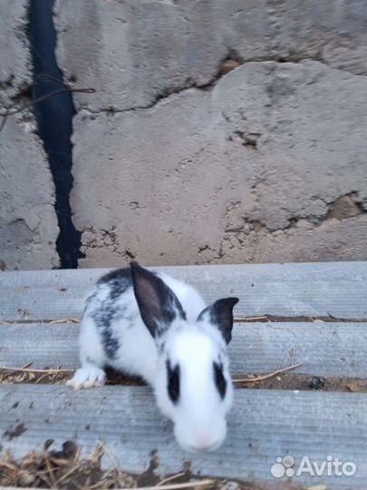 Кролики великаны