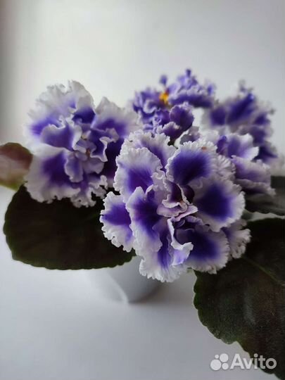 Сортовые фиалки (ук.листья с детками)