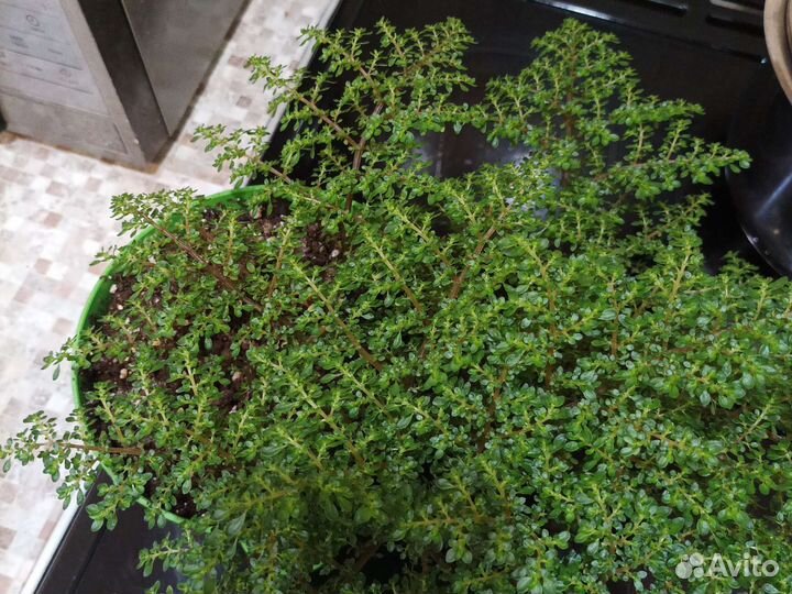 Комнатные растения 