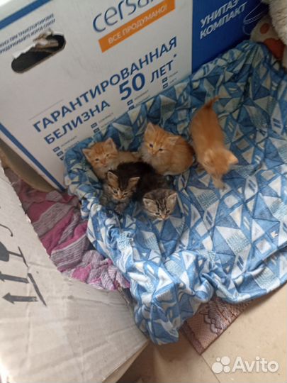 Котята в добрые руки