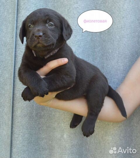 Шоколадные щенки лабрадора