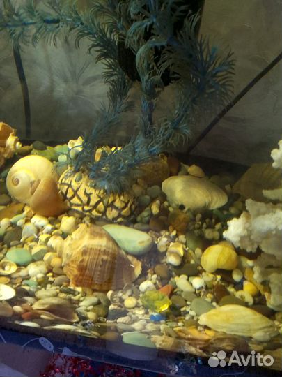 Аквариум