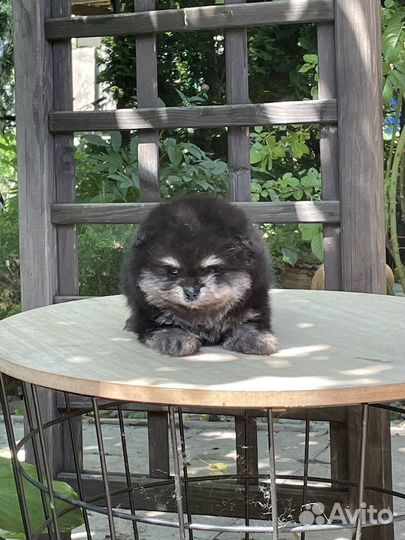 Супер мини медвежонок