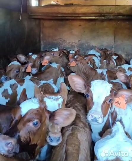 Телята бычки