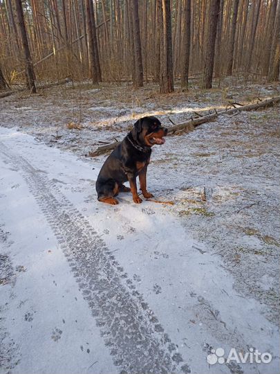 Вязка собак ротвейлер
