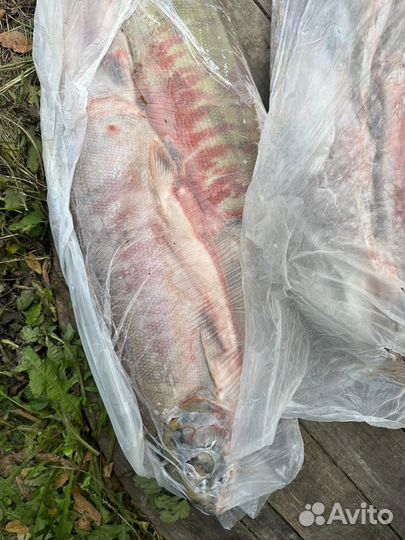 Кета 2024 рыба