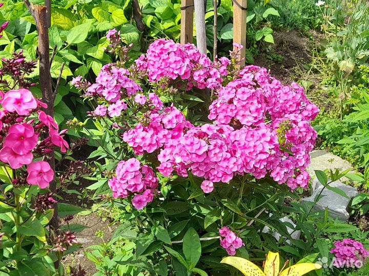 Флоксы многолетние