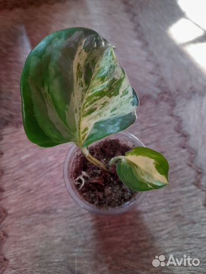 Сциндапсус/эпипремнум