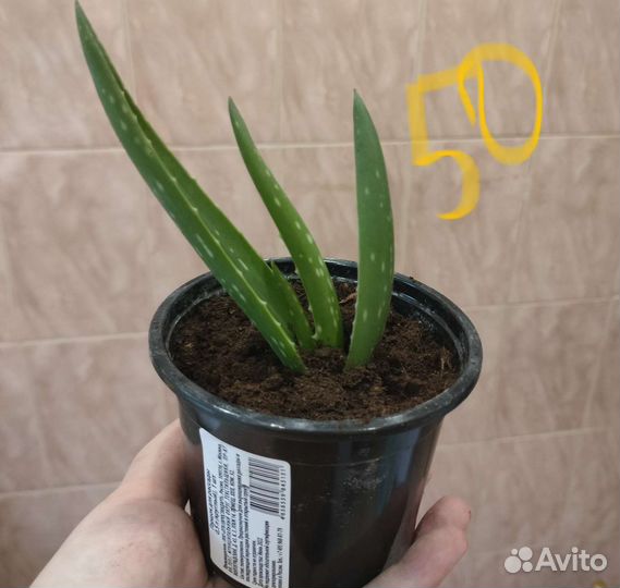 Алоэ байнеса