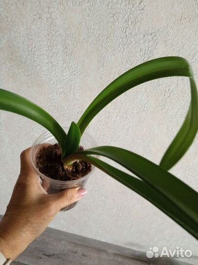 Гиппиаструм, каланхоэ, коладиум, акалифа