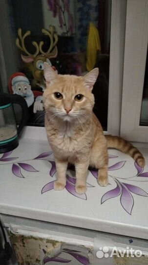 Селкирк-рекс