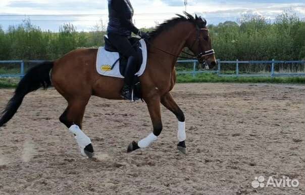 Аренда/продажа/обмен/иппотерапия. Мск