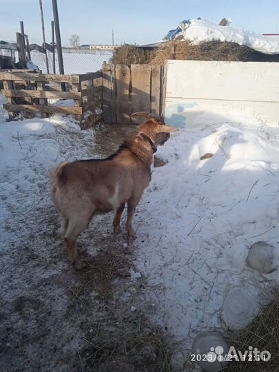 Козел на вязку