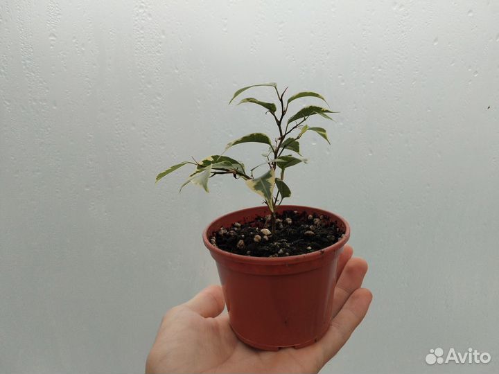 Фикус Бенджамина