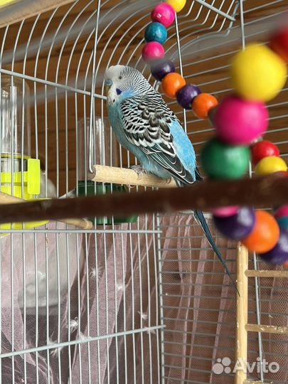 Волнистые попугаи