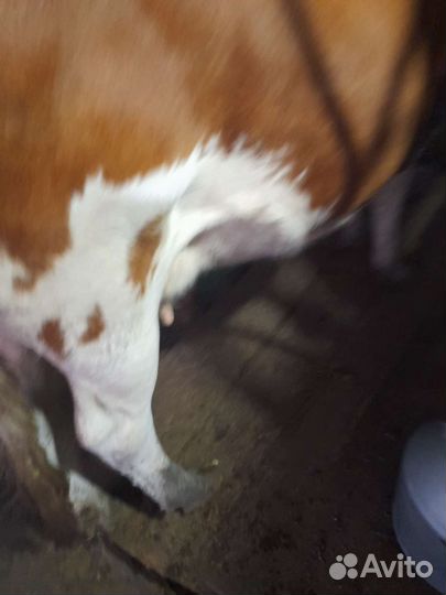 Первотелка