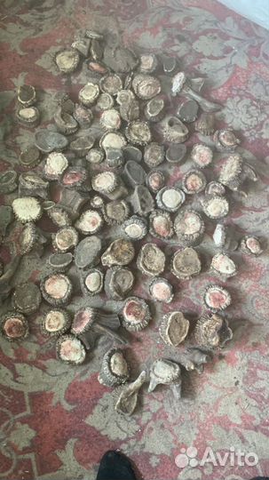 Коронки марала